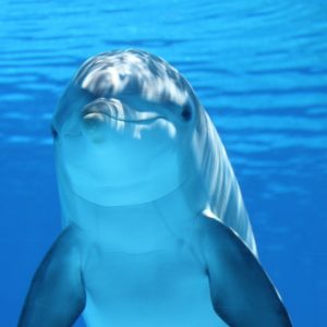 dolphin, animal, sea-203875.jpg
