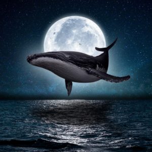 whale, moon, sea-5647904.jpg